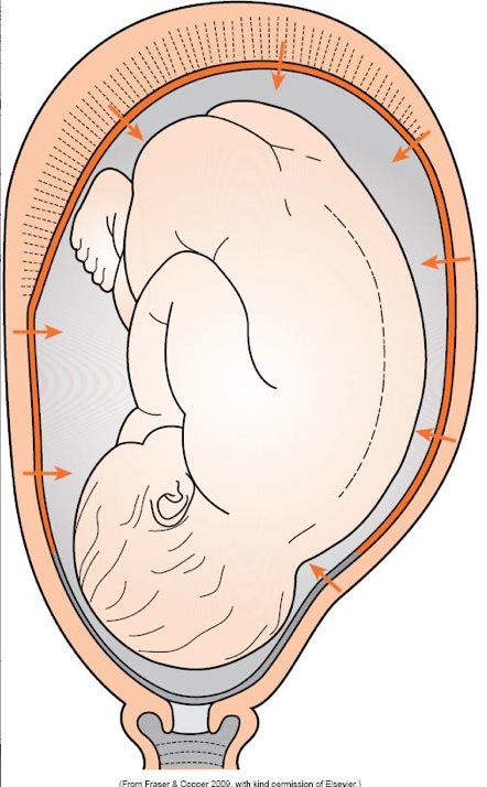 Amniotic fluide surround a baby in the womb